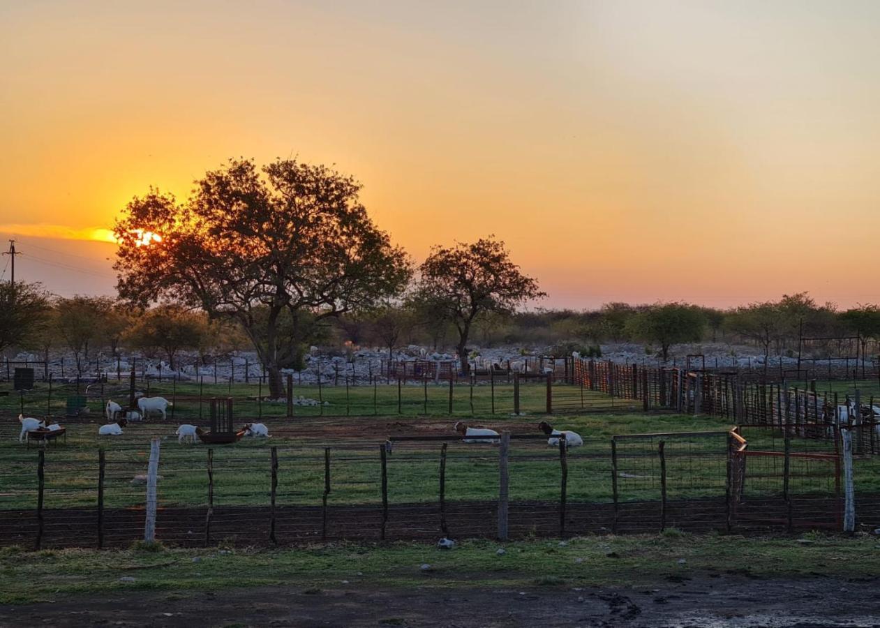 Tamboti Farm Accommodation Tsumeb Exteriör bild