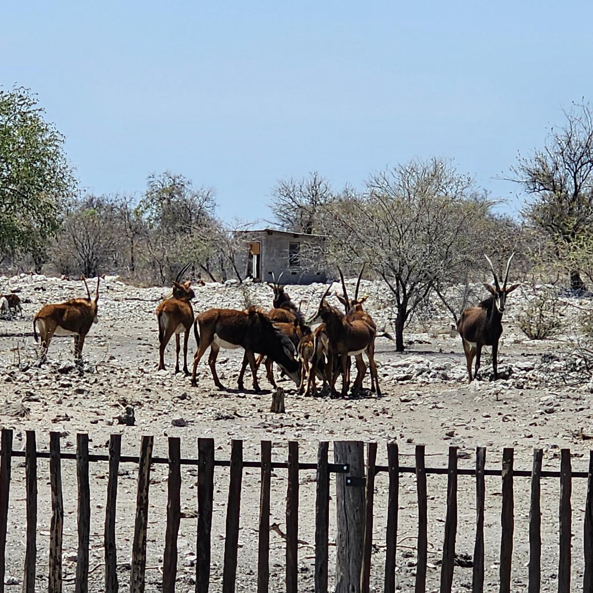 Tamboti Farm Accommodation Tsumeb Exteriör bild